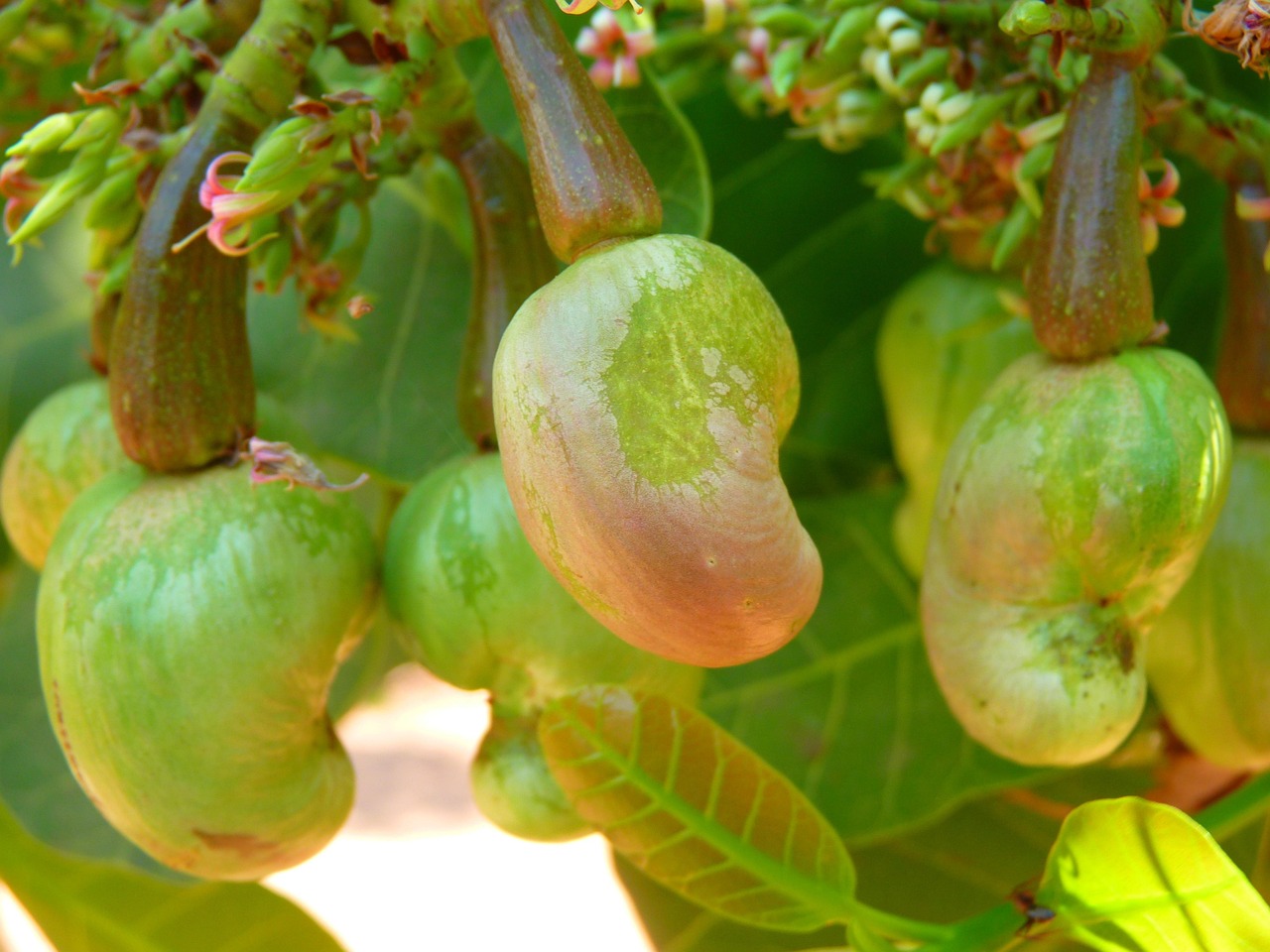 Seller Cashew Nuts - Exporter - Vietnam - The Solomon Brokerage Firm