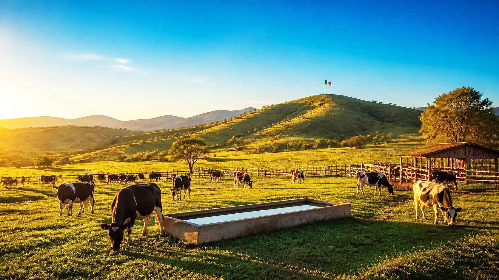 https://solomonbrokerage.com/wp-content/uploads/2026/08/4-Premium-Mexican-Cheese-Mexican-Dairy-Exports-The-Solomon-Brokerage-Firm.webp